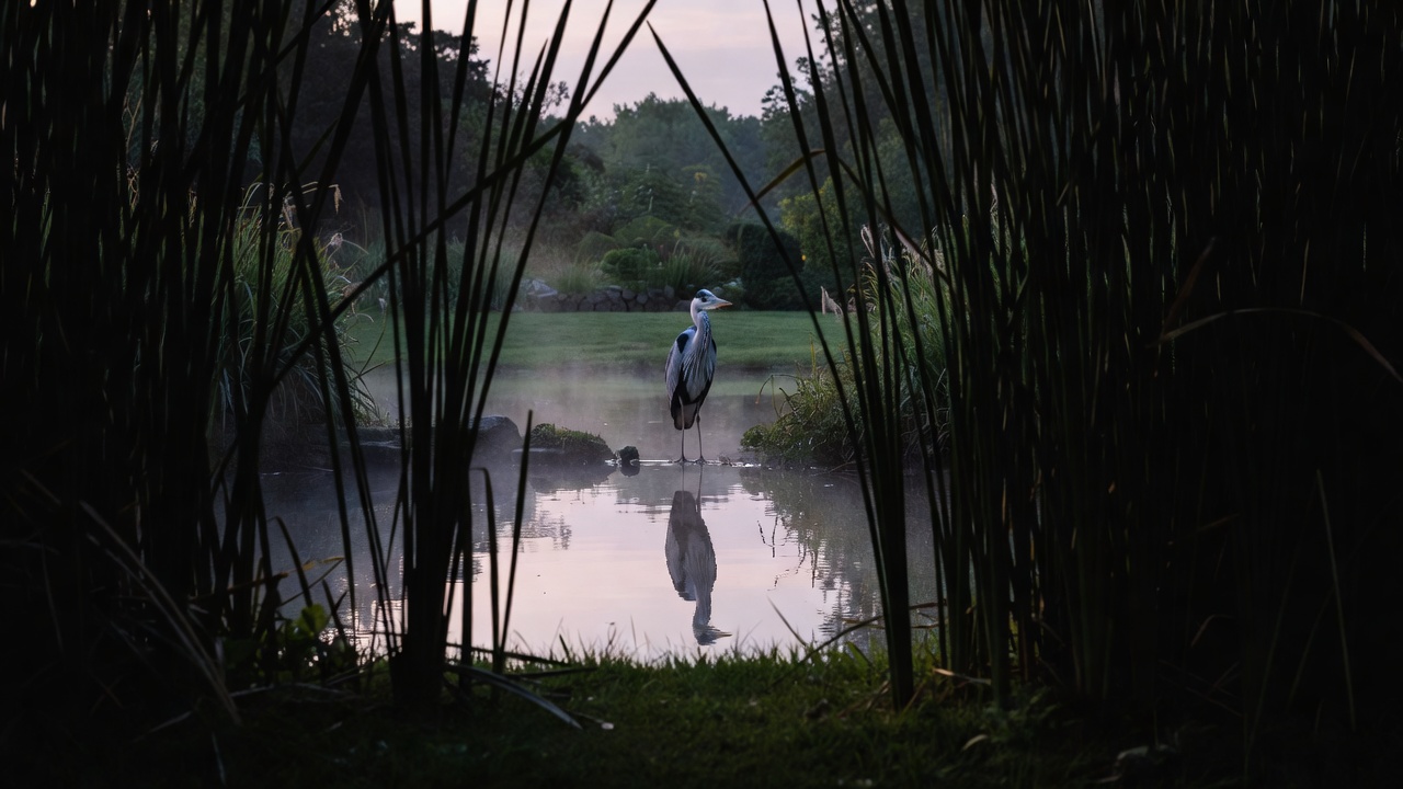A grey heron standing motionless at the far edge of a garden pond at dawn, seen from a distance through reeds in heavy shadow