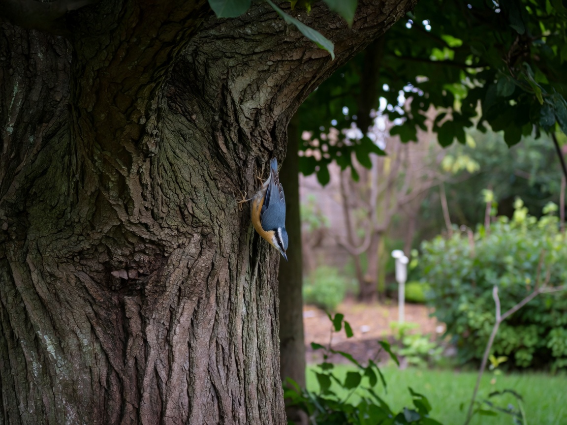 A nuthatch climbing headfirst down a shaded tree trunk at the edge of a garden