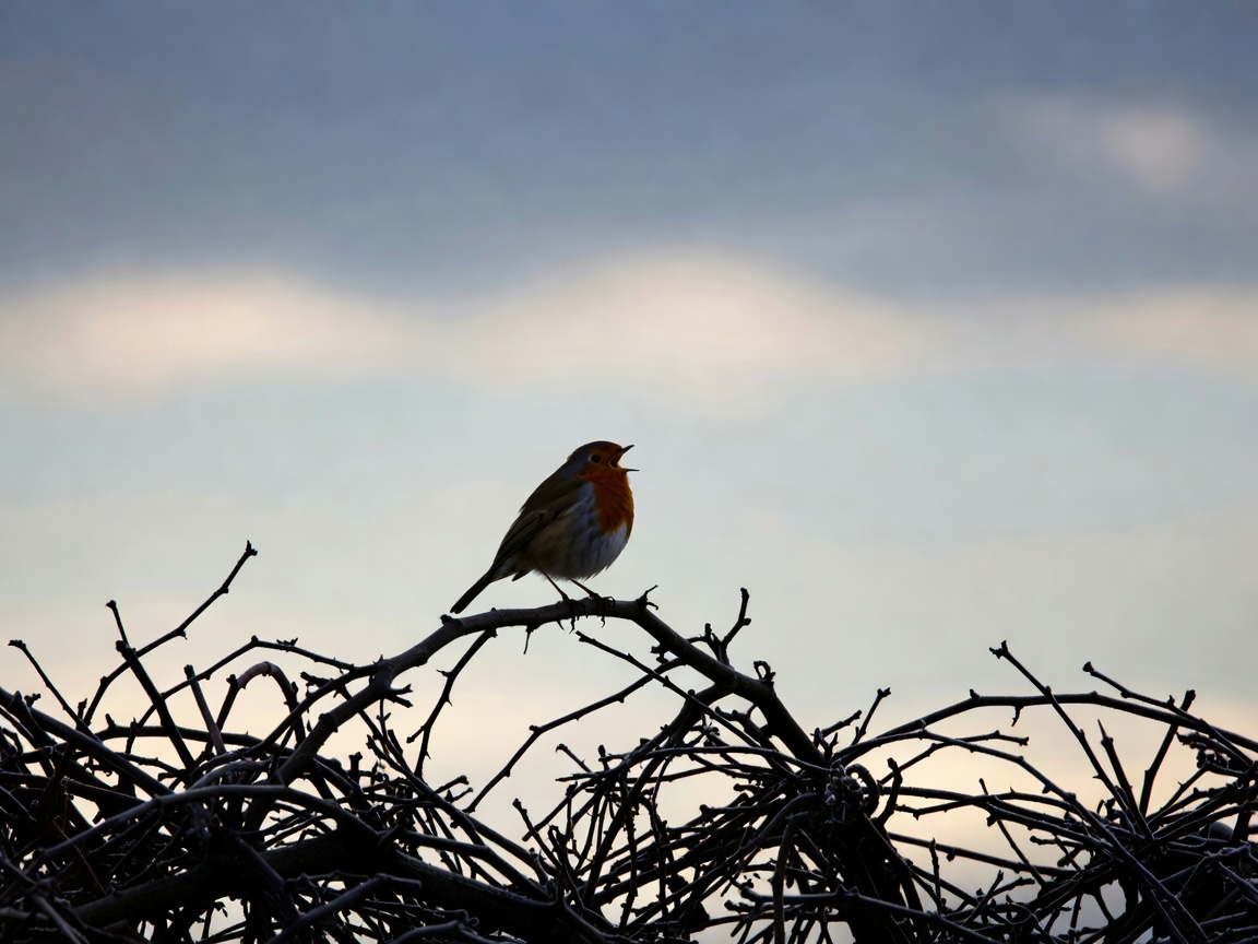 A robin singing from a bare winter hedge at dusk, silhouetted against a pale sky